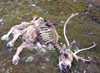 Wrangel Island / ostrov Vrangelya, Chukotka AOk, Russia: reindeer carcass - skeleton on the tundra - photo by R.Eime